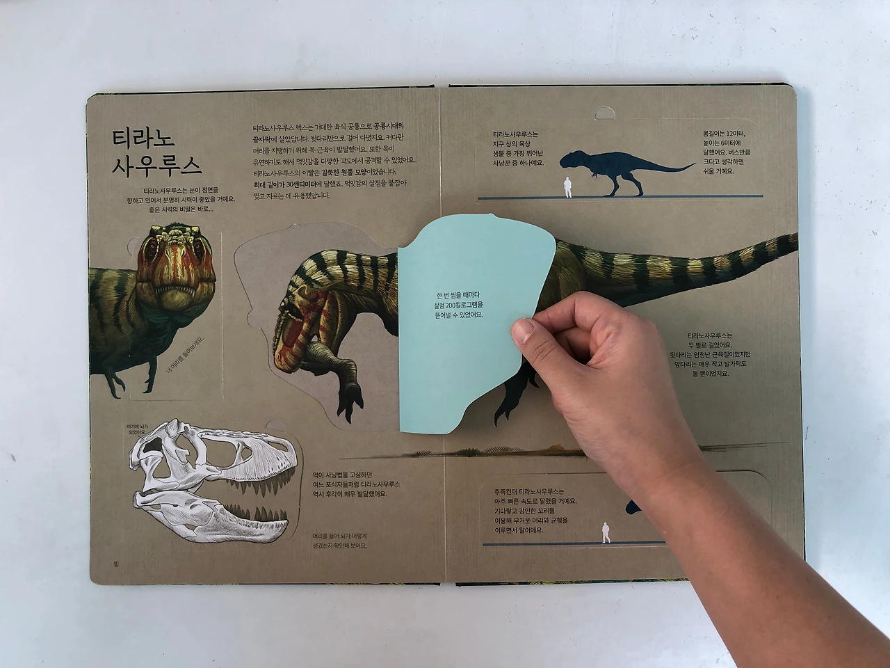 공룡책2.jpeg